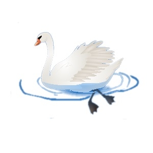 Paddling Swan